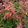 close up of crimson leaves on barberry shrub