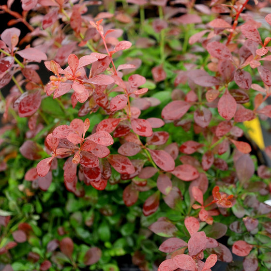 Buy Crimson Pygmy Barberry | Garden Goods Direct