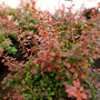 crimson pygmy barberry for colorful landscape