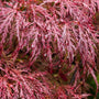 deep purple-red  foliage of Crimson Queen Japanese Maple in full sun