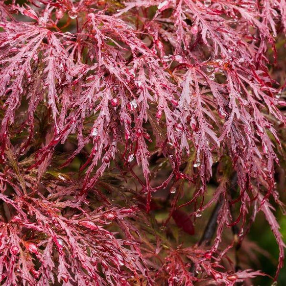 Buy Crimson Queen Japanese Maple Online | Garden Goods Direct