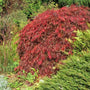 weeping crimson queen japanese maple with vivid red foliage