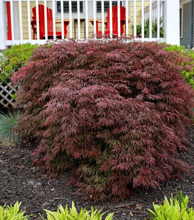 Crimson Queen Japanese Maple