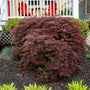 Crimson Queen Japanese Maple in the landscape