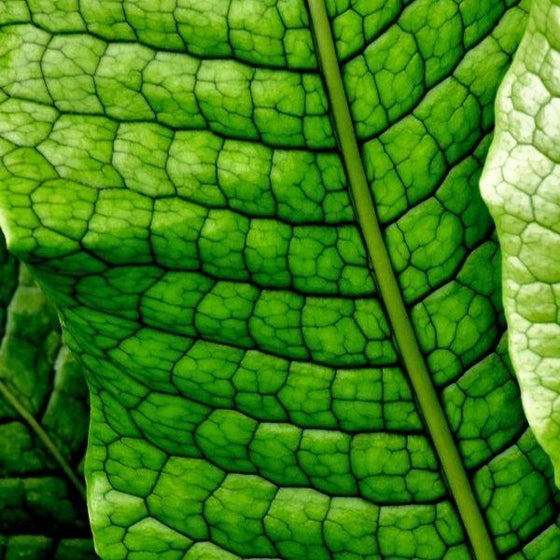 close look at cracked bright green foliage on Crocodile Fern
