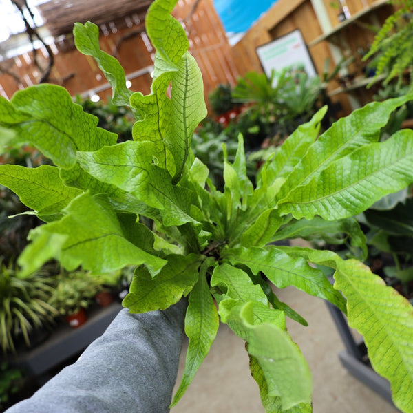 potus plant Pothos