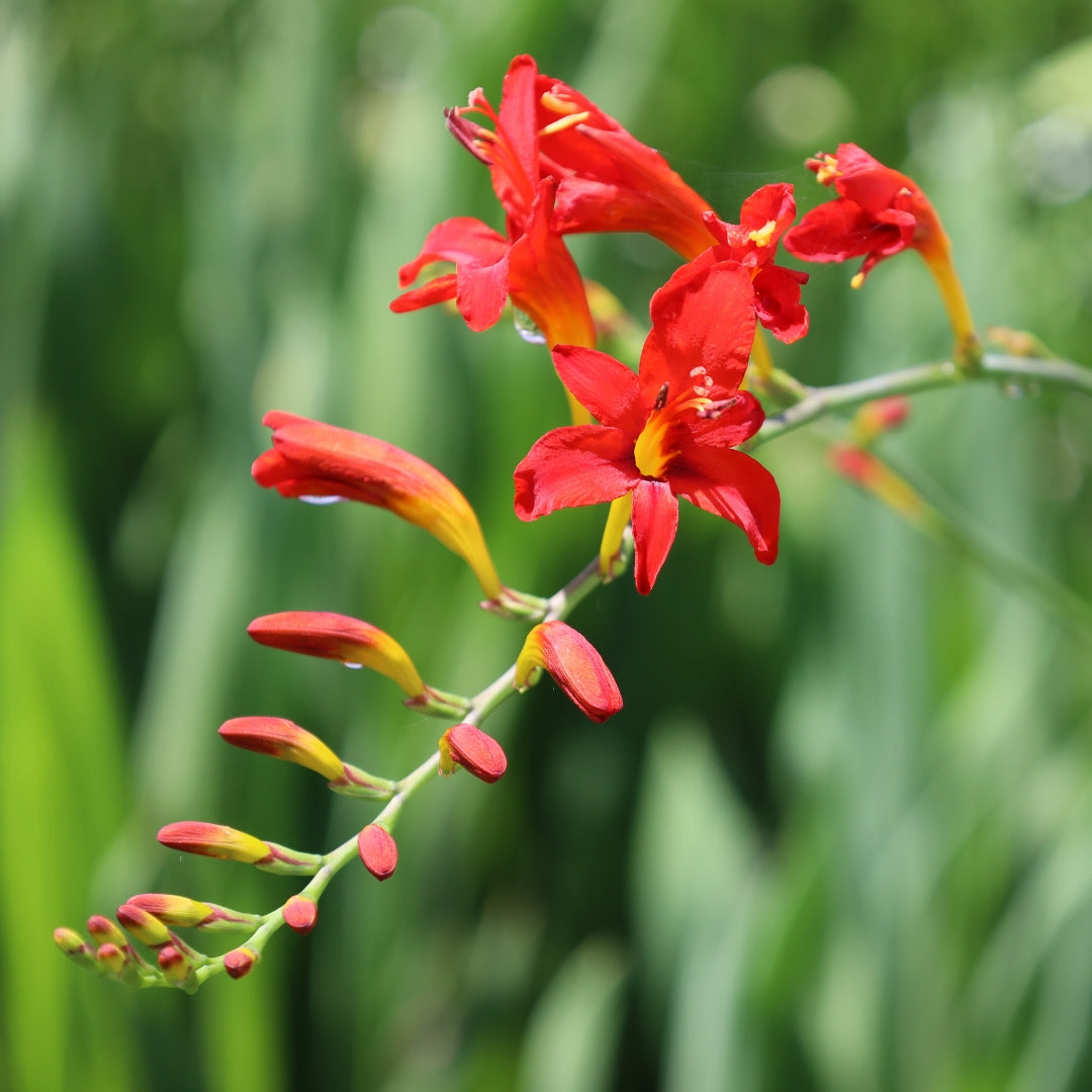 planting crocosmia in pots Buy Crocosmia Lucifer Plants Online