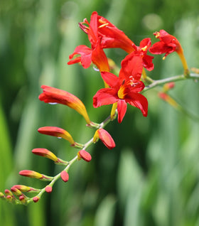 Crocosmia Lucifer