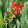 Crocosmia Lucifer
