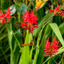 crocosmia lucifer red blooms