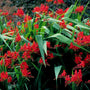vibrant red fall perennial