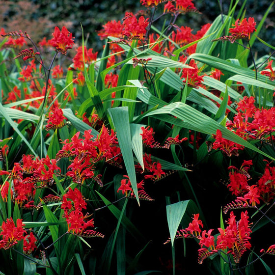 vibrant red fall perennial