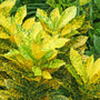 speckled golden leaves on tropical croton gold dust plant