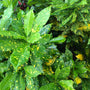 speckled golden leaves on tropical croton gold dust plant