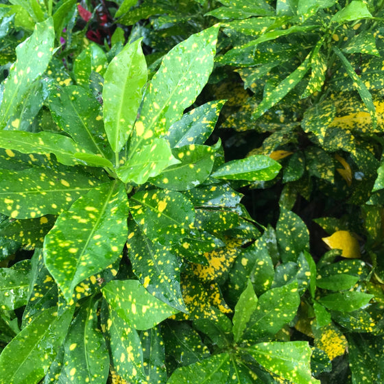 speckled golden leaves on tropical croton gold dust plant