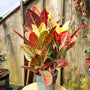 croton petra has orange green and red colorful leaves