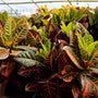 vibrant colorful photo of croton petra tricolor leaves
