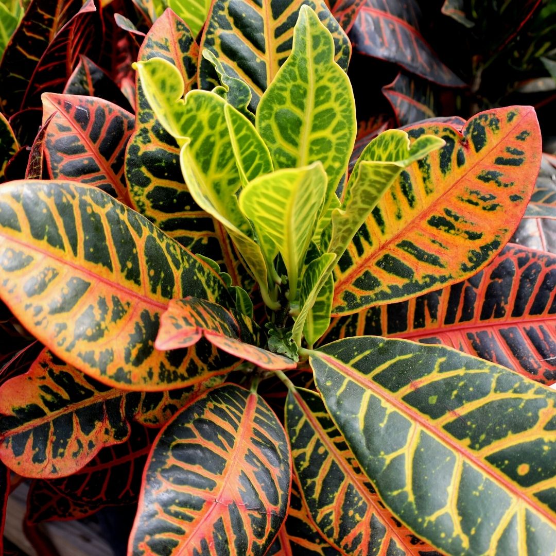 fertilizer for croton plant Buy Croton Petra Plants Online
