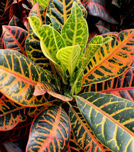 Croton Petra