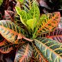 vibrant colorful photo of croton petra tricolor leaves