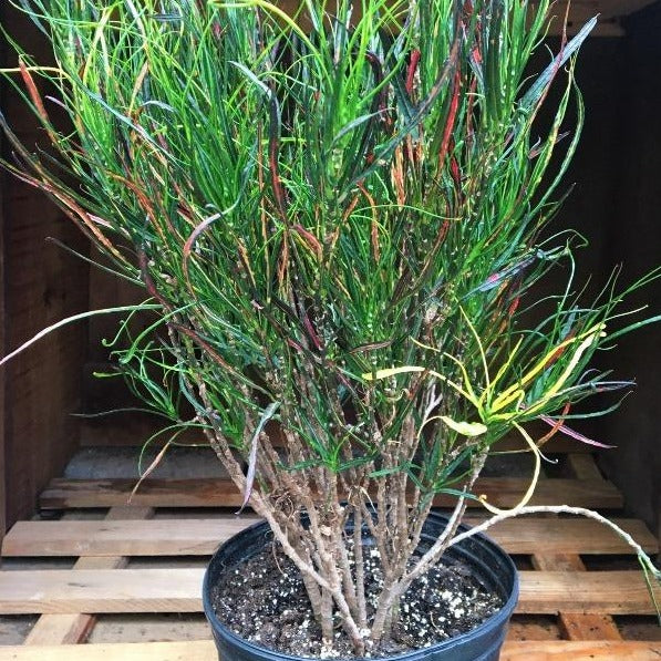 paintbrush succulent Buy Croton Picasso's Paintbrush Plants Online