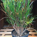 Croton Picasso Paintbrush Plant for Sale Online