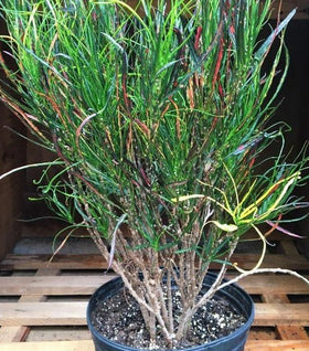 Croton Picasso's Paintbrush Plants