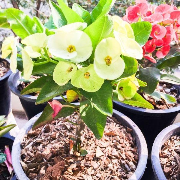 crown of thorns indoor plant Buy Crown of Thorns Plants Online