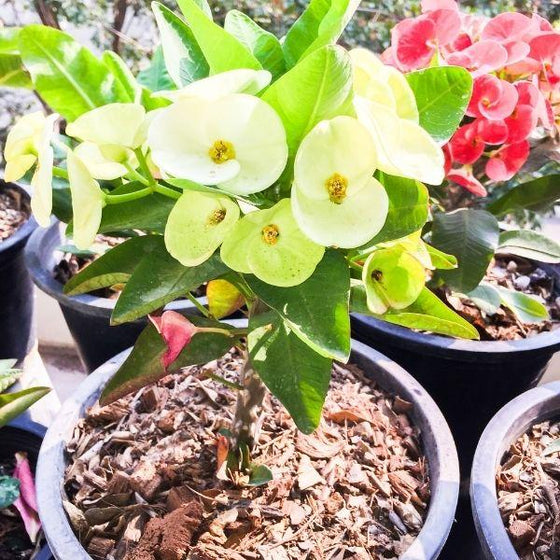 white and pink crown of thorns plant