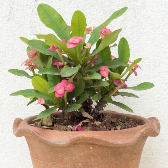Crown of thorns plant produces flowers which rise above the leaves