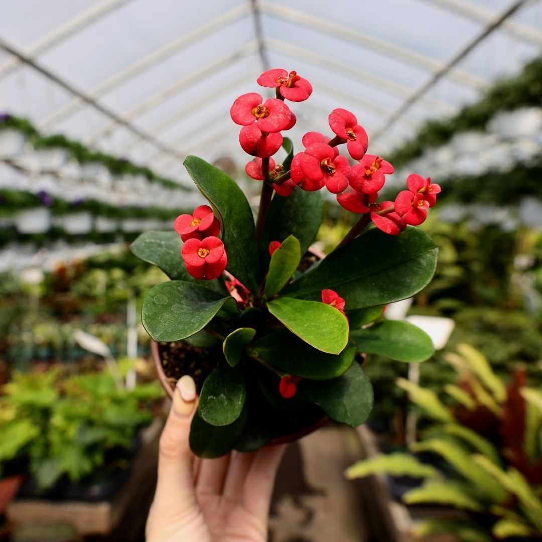 house plants with thorns Crown of Thorns Plant