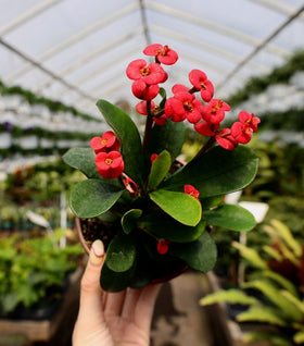 Crown of Thorns Plant