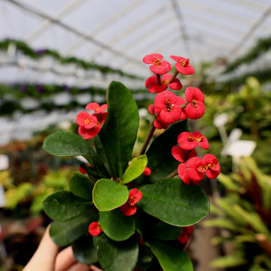 Buy Crown of Thorns Plants Online | Garden Goods Direct