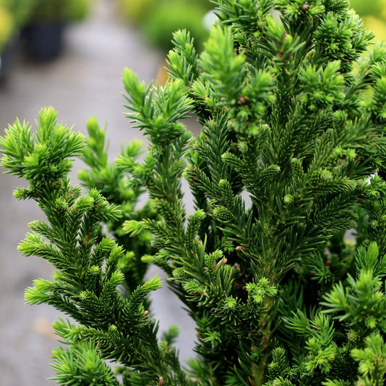 Cryptomeria Black Dragon dense deep green foliage