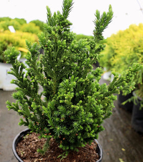 Buy Evergreen Trees Online | Garden Goods Direct