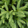 Dwarf Japanese Cedar bright green foliage