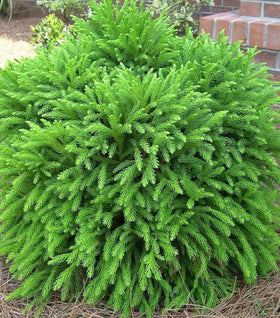 Cryptomeria globosa nana