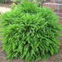 Cryptomeria Globosa Nana is a shrub with fluffy, bright green foliage