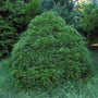 A mature Dwarf Japanese Cedar