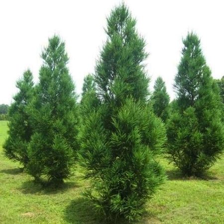 cryptomeria-radicans-
