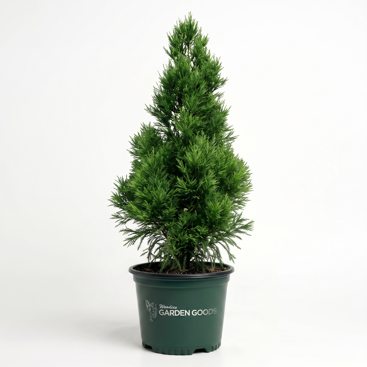 Cryptomeria Radicans Tree | Fast Evergreen Privacy Screen