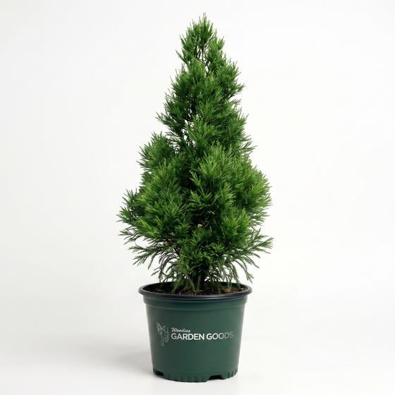 Small Cryptomeria Radicans evergreen tree growing in a pot with dense pyramidal form and soft blue-green privacy foliage