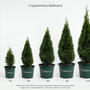 A height comparison chart for Cryptomeria Radicans potted plants, showing five different sizes ranging from 1ft to 5-6ft. Each size is displayed in a dark green plastic pot with the brand name 'Blossom Garden Goods' visible on the pot.