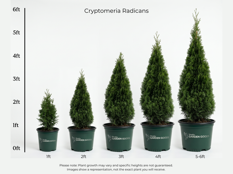 A height comparison chart for Cryptomeria Radicans potted plants, showing five different sizes ranging from 1ft to 5-6ft. Each size is displayed in a dark green plastic pot with the brand name 'Blossom Garden Goods' visible on the pot.