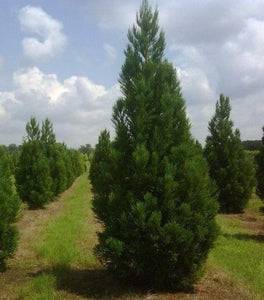 Cryptomeria Radicans
