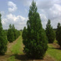 a group of Cryptomeria Radicans growing in a field