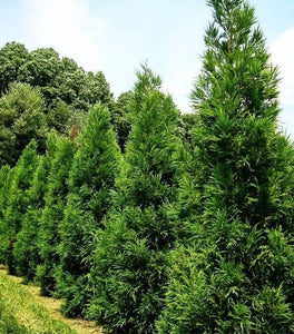 Cryptomeria Radicans