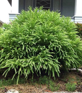 Cryptomeria Spiralis