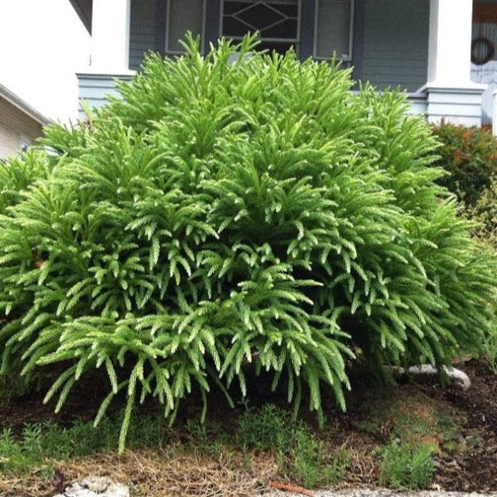 cryptomeria spiralis with thick bright evergreen foliage