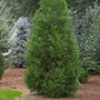 Cryptomeria Yoshino Trees in a mixed privacy planting